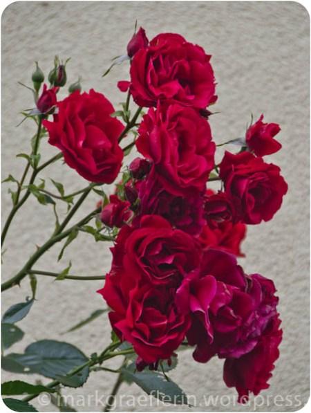 Rose rot 5