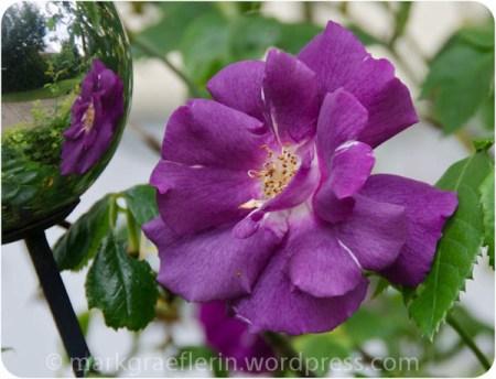 Rose lila1