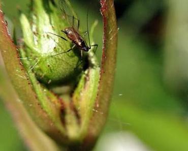 M wie Montag oder ... MakroMontag