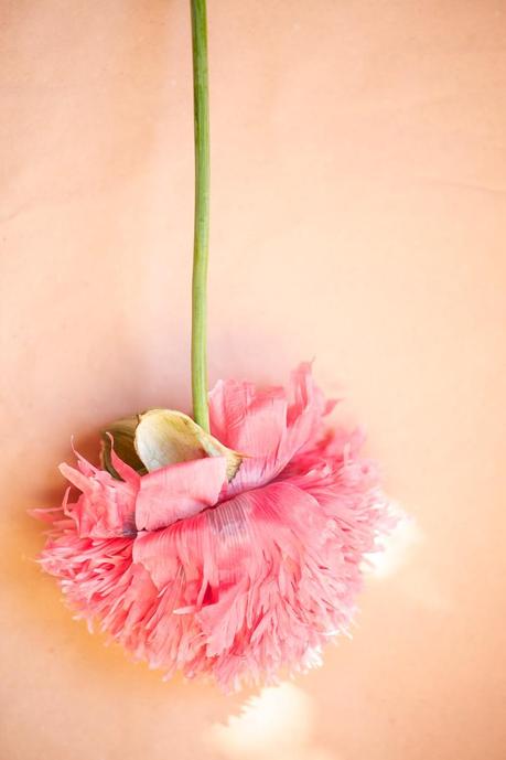 poppy blossom, Mohnblüte