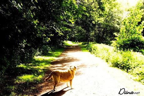 Photography: a walk with my dog