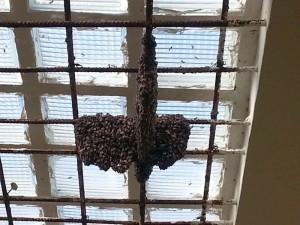 Ein Bienenschwarm in unserem Treppenhaus