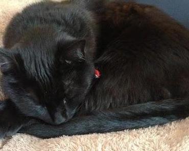 Ein Kratzbaum fürs Glöckchen