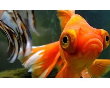 Benelux: Algenschleim und Tropenregen