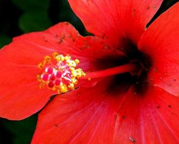 Hibiskus für den Farbrausch