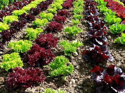 Pflanzenwoche: Salat und anderes Gemüse
