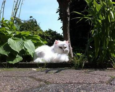 My Summer To-Do List