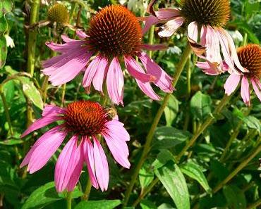 Reisespezial: Natürliche Reiseapotheke