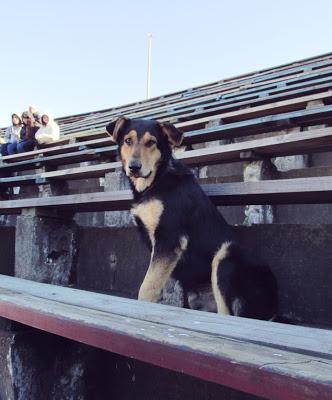 Haarige Flitzer und diebische Stadionhunde: Tierische Fans beim chilenischen Fußball