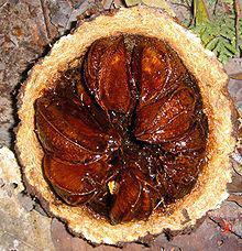 Aufgeschnittene Paranuss aus Brasilien  (© Lior Golgher, commons.wikimedia.org)