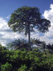 Paranussbaum aus Brasilien (© Centpacrr, commons.wikimedia.org)