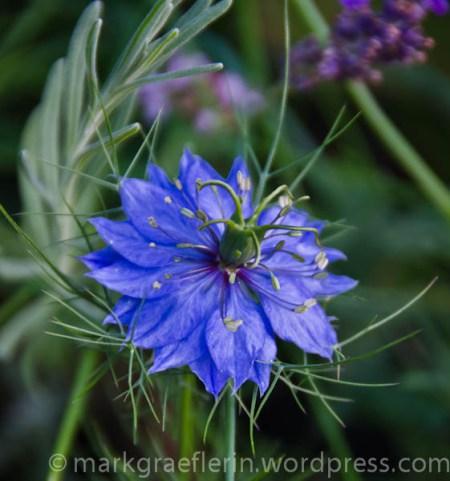 nigella2