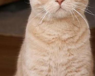 Ich habe mich verliebt!