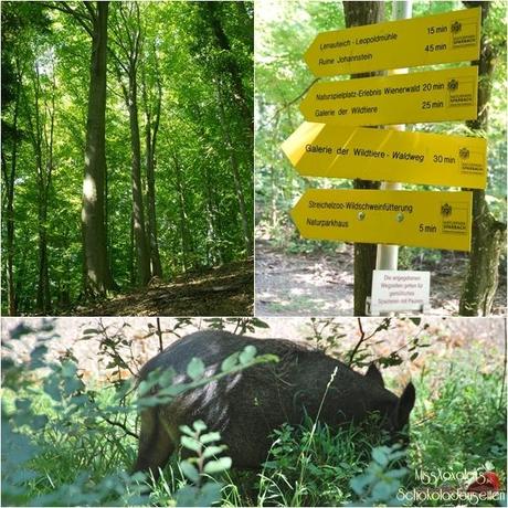 Naturpark Sparbach Wildschwein