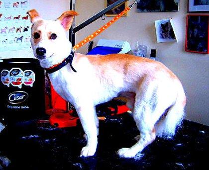 Romeo, nicht aus Italien