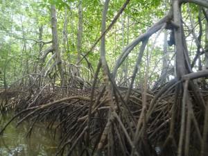 Mangrovenwälder im Corcovado Nationalpark