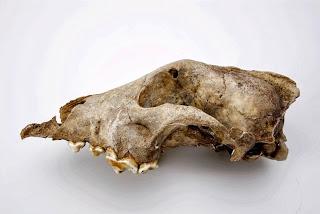 Genanalyse bestätigt: Hunde gabs vor 33.000 Jahren