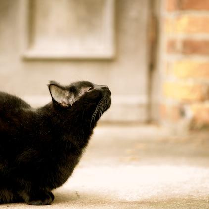 black cat, Schwarze Katze