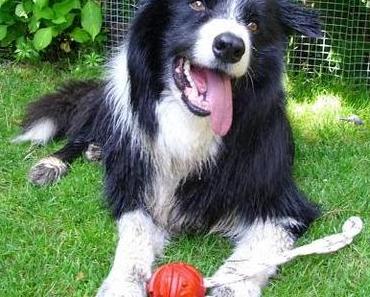 Blogparade zeigt her eure Haustiere