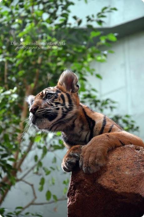 Zoo Frankfurt Tiger Berani 150813 (2)