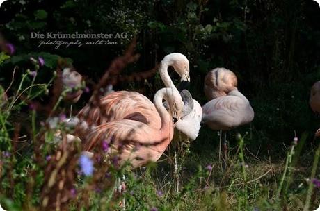 Zoo Frankfurt Flamingo 150813 (3)