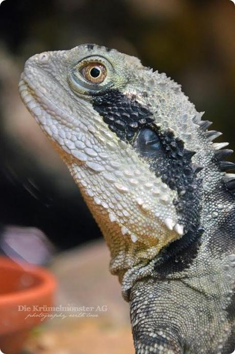 Zoo Frankfurt Australische Wasseragame 150813