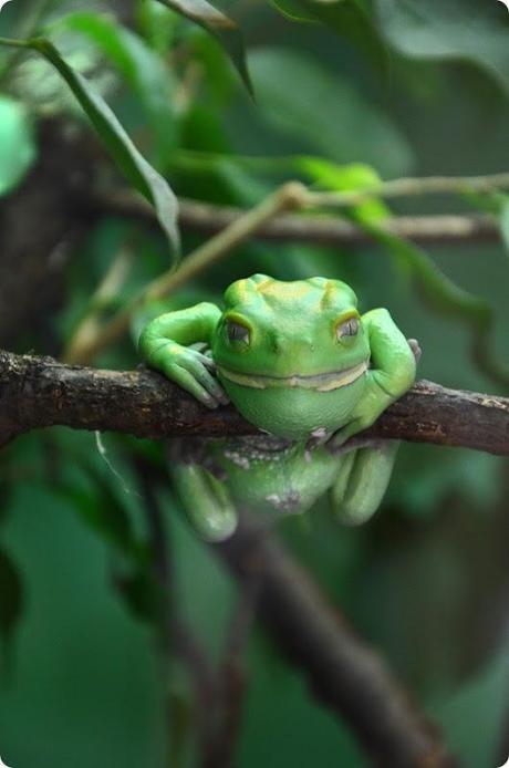 Zoo Frankfurt Makifrosch 150813 (2)