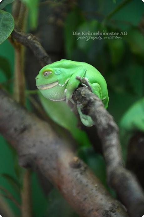 Zoo Frankfurt Makifrosch 150813