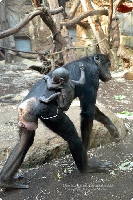 Zoo Frankfurt Bonobo 150813