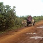 Ochsenkarren auf dem Land 150x150 Individuelle Kambodscha Rundreise Teil 3