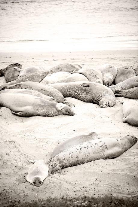 elephant seals between Hearst Castle and Morro Bay