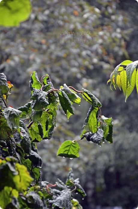 Hochzeit Lisa und Basti (30)
