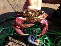 Crabbing in Washington