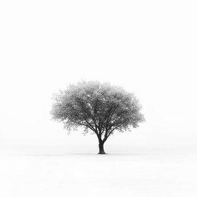 Tree in the fog by Mike Weddle on 500px.com