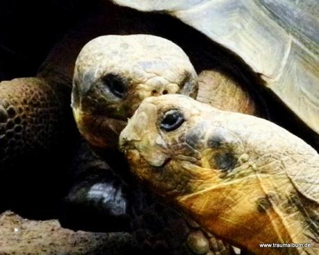 2 Schildkröten