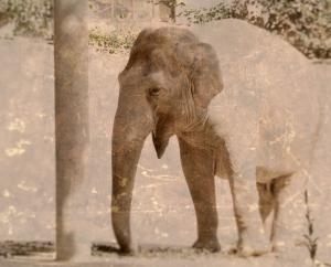 Kein Afrikanischer Elefant, sondern ein Indischer. Man erkennt es an den kleinen Ohren.