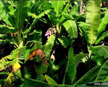 Tarifdschungel Mobilfunk