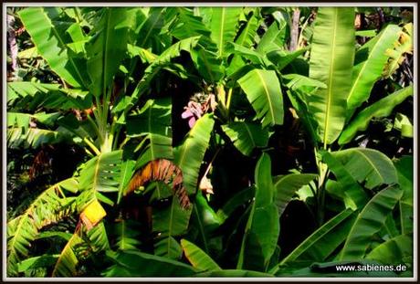 Ein Dschungel mit Bananenstauden