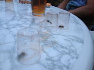 Ein wenig unscharf (leider) - Drei Wespen unter je einem -ich nenns mal- Miniglas