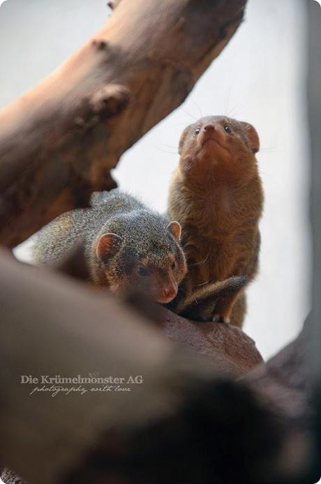 Zoo Frankfurt Zwergmanguste 150813