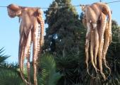 griechenland-octopus