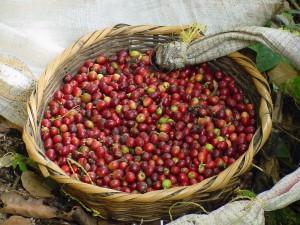 Nicaragua lanciert „Route des Kaffee“