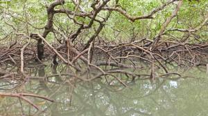 Mangroven Boipeba