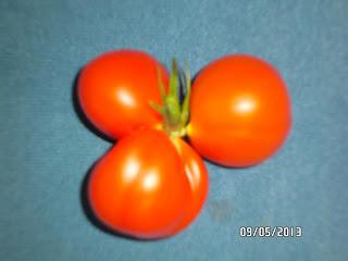 Unser Tomatenstrauch