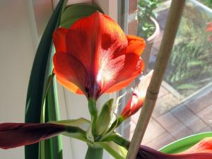 Zimmerpflanze Amaryllis - Foto von flickr: gailf548