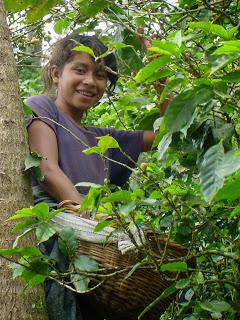 Bio-Kaffee aus Costa Rica (Fairtrade)