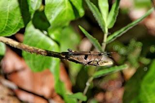 serie: insectos de la amazonia 12-13-14
