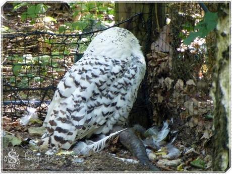 Tierpark Bad Mergentheim - erster Teil