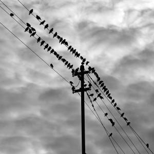 Birds on the Wire