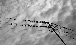 Bird's on the Wire